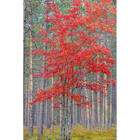 Red Maple tree in pine forest in fall-Alger County-Michigan Black Modern Wood Framed Art Print by Day, Richard and Susan