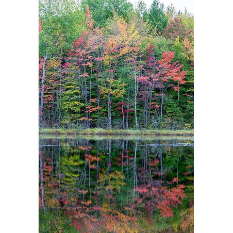 Thornton Lake in fall color-Alger County-Michigan White Modern Wood Framed Art Print by Day, Richard and Susan