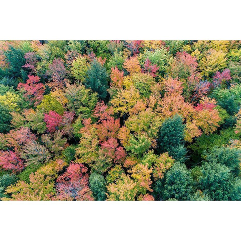 Aerial view of Hugoboom Lake in fall color-Alger County-Michigan Black Modern Wood Framed Art Print by Day, Richard and Susan