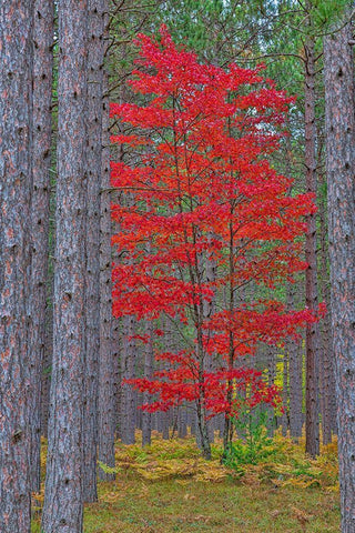Red Maple tree in pine forest in fall-Alger County-Michigan Black Ornate Wood Framed Art Print with Double Matting by Day, Richard and Susan