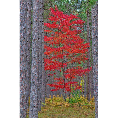 Red Maple tree in pine forest in fall-Alger County-Michigan Black Modern Wood Framed Art Print by Day, Richard and Susan