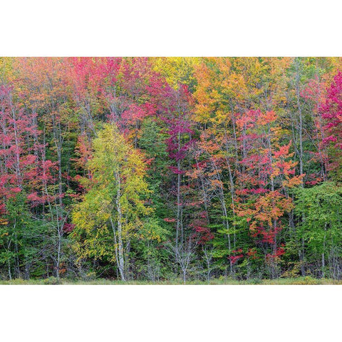 Thornton Lake in fall color-Alger County-Michigan Black Modern Wood Framed Art Print with Double Matting by Day, Richard and Susan
