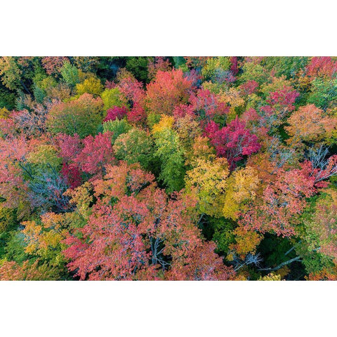 Aerial view of Hugoboom Lake in fall color-Alger County-Michigan Black Modern Wood Framed Art Print by Day, Richard and Susan