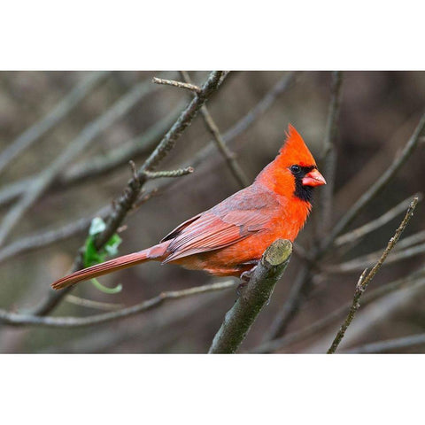 Minnesota-Mendota Heights-Mohican Lane-Northern Cardinal Black Modern Wood Framed Art Print by Friel, Bernard