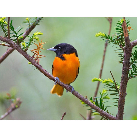 Minnesota-Mendota Heights-Mohican Lane-Baltimore Oriole Black Modern Wood Framed Art Print with Double Matting by Friel, Bernard
