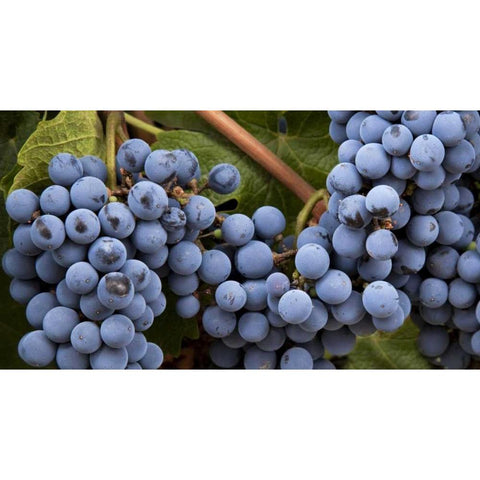 Argentina, Mendoza Purple grapes on the vine Black Modern Wood Framed Art Print with Double Matting by Kaveney, Wendy