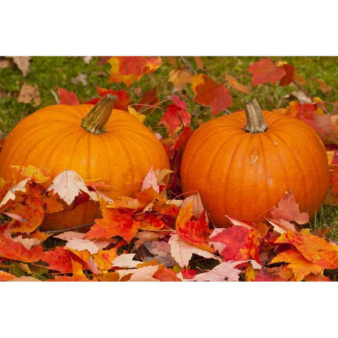 Minnesota Close-up of pumpkins and autumn leaves Gold Ornate Wood Framed Art Print with Double Matting by Illg, Cathy and Gordon