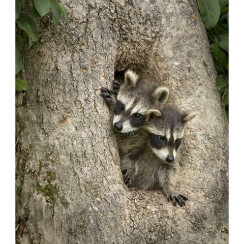 Minnesota, Sandstone Raccoons in a hollow tree Black Modern Wood Framed Art Print with Double Matting by Kaveney, Wendy