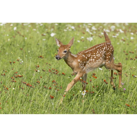 Minnesota White-tailed deer fawn in meadow Black Modern Wood Framed Art Print by Kaveney, Wendy