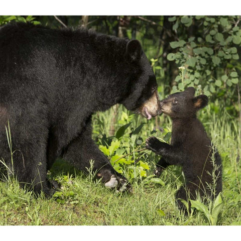 Minnesota, Sandstone Black bear mother and cub White Modern Wood Framed Art Print by Kaveney, Wendy