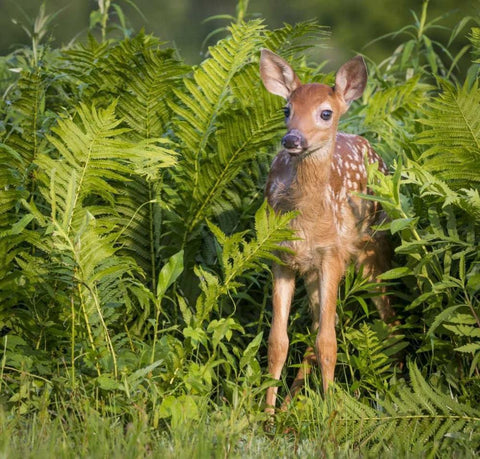 Minnesota White-tailed deer fawn in ferns Black Ornate Wood Framed Art Print with Double Matting by Kaveney, Wendy