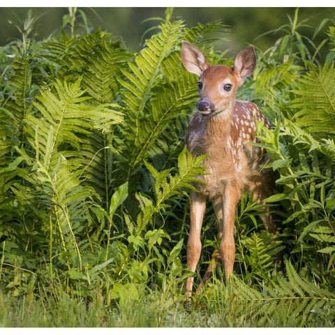 Minnesota White-tailed deer fawn in ferns Black Modern Wood Framed Art Print by Kaveney, Wendy