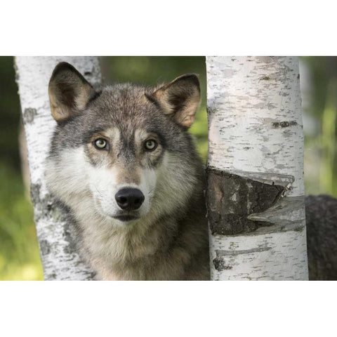 Minnesota, Sandstone Gray wolf between birch Black Modern Wood Framed Art Print with Double Matting by Kaveney, Wendy
