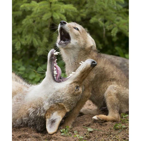 Minnesota, Sandstone Coyote and pup howling Black Modern Wood Framed Art Print by Kaveney, Wendy