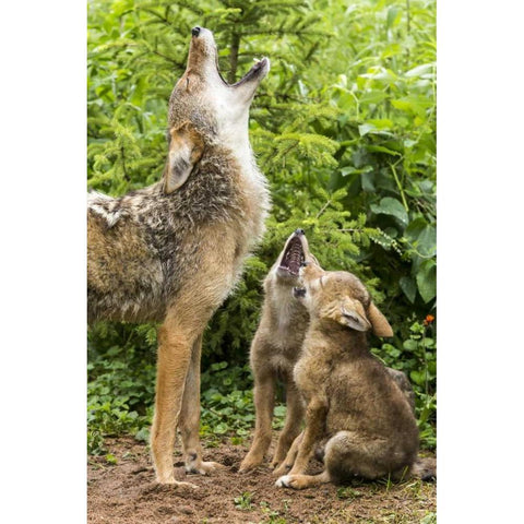 Minnesota, Sandstone Coyote mother and pups howl Black Modern Wood Framed Art Print by Kaveney, Wendy