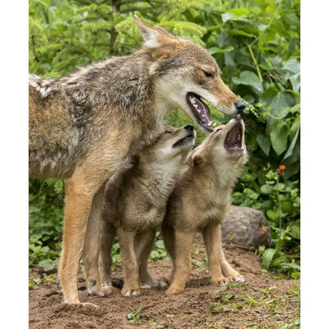 Minnesota Coyote mother and pups begin howling White Modern Wood Framed Art Print by Kaveney, Wendy
