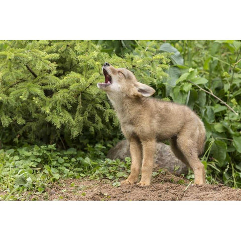 Minnesota, Sandstone Howling coyote pup Black Modern Wood Framed Art Print by Kaveney, Wendy