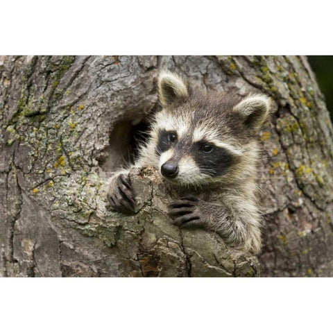 Minnesota, Sandstone Raccoon in a hollow tree Gold Ornate Wood Framed Art Print with Double Matting by Kaveney, Wendy