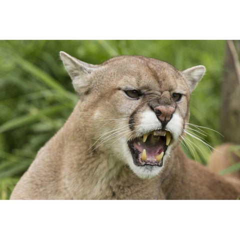 Minnesota, Sandstone Snarling cougar Black Modern Wood Framed Art Print by Kaveney, Wendy