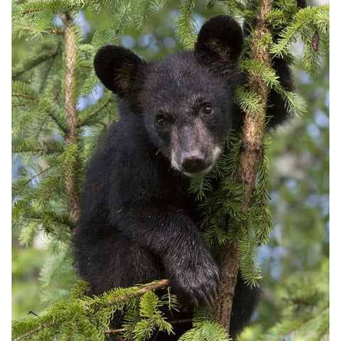 Minnesota, Sandstone Black bear cub in a tree Black Modern Wood Framed Art Print with Double Matting by Kaveney, Wendy