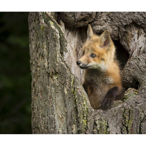 Minnesota, Sandstone Red Fox in a hollow tree Black Modern Wood Framed Art Print by Kaveney, Wendy