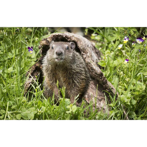 Minnesota, Sandstone Groundhog in a hollow log Black Modern Wood Framed Art Print by Kaveney, Wendy