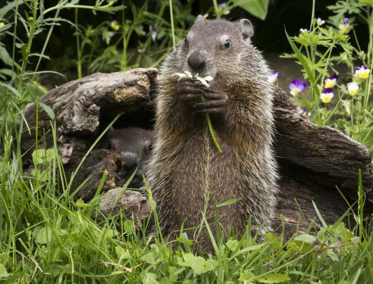Image Only