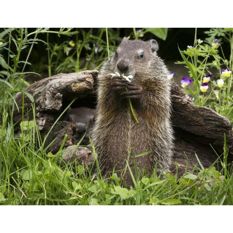 Minnesota, Sandstone Groundhog eating a flower Gold Ornate Wood Framed Art Print with Double Matting by Kaveney, Wendy