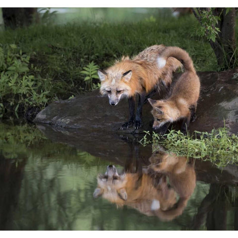 Minnesota, Sandstone Red fox and kit Black Modern Wood Framed Art Print by Kaveney, Wendy