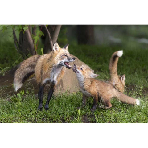 Minnesota, Sandstone Red fox and pup interacting White Modern Wood Framed Art Print by Kaveney, Wendy