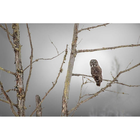 Minnesota-Sax-Zim Bog Great gray owl on tree branch on foggy winter morning  White Modern Wood Framed Art Print by Jaynes Gallery