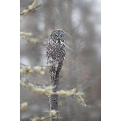 Minnesota-Sax-Zim Bog Great gray owl on tree branch on foggy winter morning  White Modern Wood Framed Art Print by Jaynes Gallery