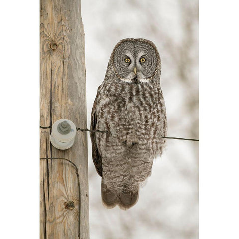 Minnesota-Sax-Zim Bog Great gray owl on power line  Black Modern Wood Framed Art Print by Jaynes Gallery