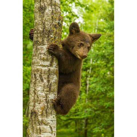 Minnesota-Pine County Black bear cub climbing tree  Black Modern Wood Framed Art Print by Jaynes Gallery
