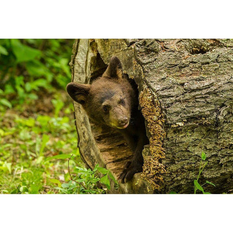 Minnesota-black bear cub-captive Black Modern Wood Framed Art Print by Jaynes Gallery