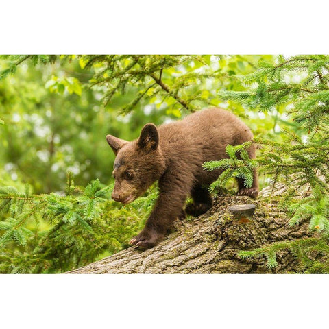 Minnesota-black bear cub-captive Black Modern Wood Framed Art Print by Jaynes Gallery