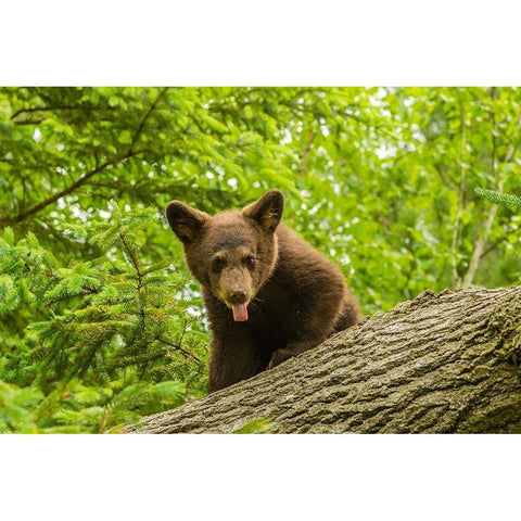 Minnesota-Pine County Black bear cub on tree  White Modern Wood Framed Art Print by Jaynes Gallery