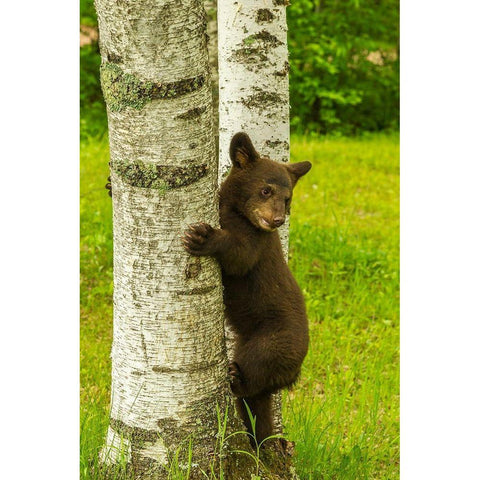Minnesota-black bear cub climbing tree-captive Gold Ornate Wood Framed Art Print with Double Matting by Jaynes Gallery