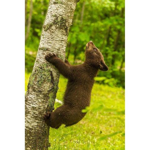 Minnesota-Pine County Black bear cub climbing tree  Black Modern Wood Framed Art Print by Jaynes Gallery