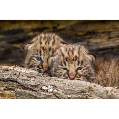 Minnesota-Pine County Bobcat kittens close-up  White Modern Wood Framed Art Print by Jaynes Gallery