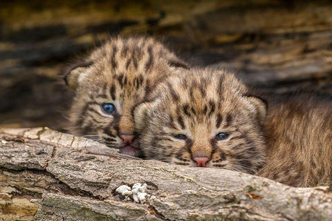 Minnesota-Pine County Bobcat kittens close-up  Black Ornate Wood Framed Art Print with Double Matting by Jaynes Gallery