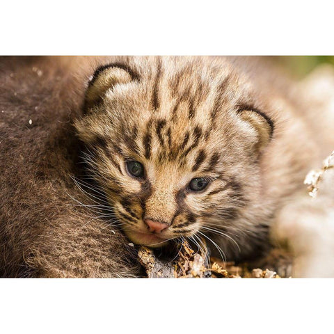 Minnesota-Pine County Bobcat kitten close-up  White Modern Wood Framed Art Print by Jaynes Gallery