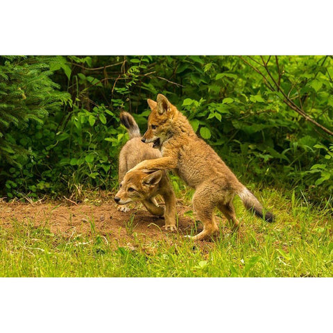 Minnesota-Pine County Coyote pups playing at den  Black Modern Wood Framed Art Print by Jaynes Gallery