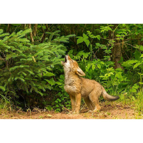 Minnesota-coyote pup howling at den-captive Black Modern Wood Framed Art Print by Jaynes Gallery