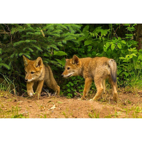 Minnesota-coyote pups at den-captive Black Modern Wood Framed Art Print by Jaynes Gallery
