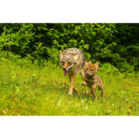 Minnesota-Pine County Coyote mother with pup  Black Modern Wood Framed Art Print by Jaynes Gallery