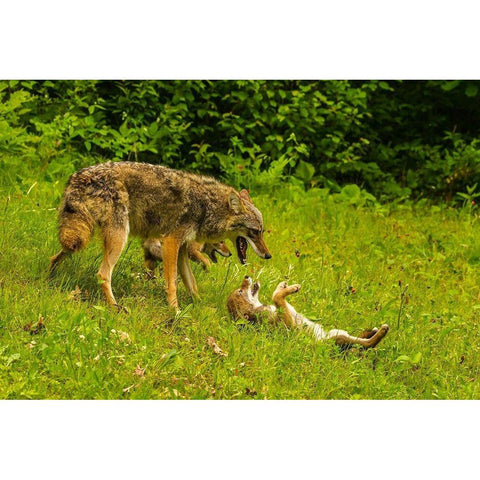 Minnesota-Pine County Coyote mother with pups  Black Modern Wood Framed Art Print by Jaynes Gallery