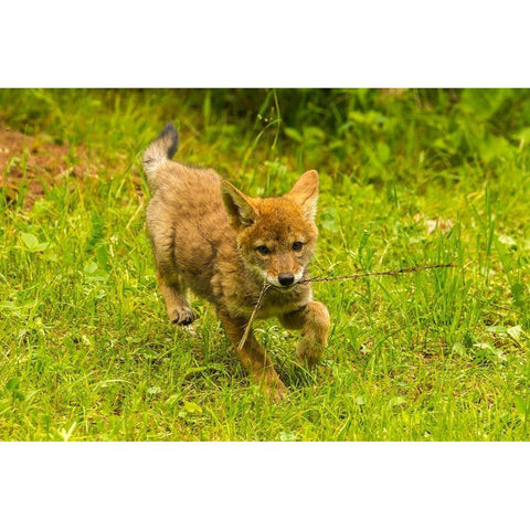 Minnesota-Pine County Coyote pup playing with stick  Black Modern Wood Framed Art Print by Jaynes Gallery