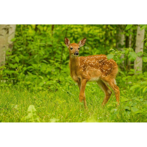 Minnesota-Pine County White-tailed deer fawn close-up  Black Modern Wood Framed Art Print by Jaynes Gallery