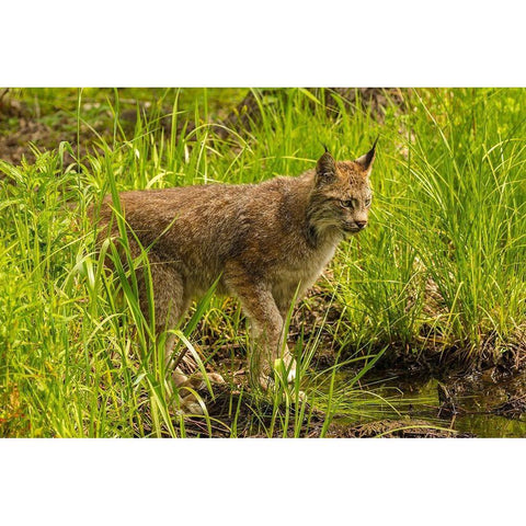Minnesota-Pine County Lynx close-up  Black Modern Wood Framed Art Print by Jaynes Gallery